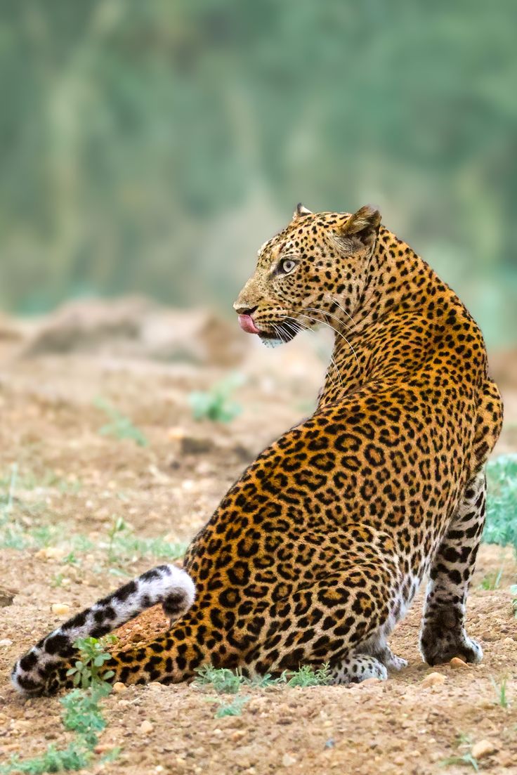 GANGTOK 02 N + DARJEELING 02 N TOUR PACKAGE