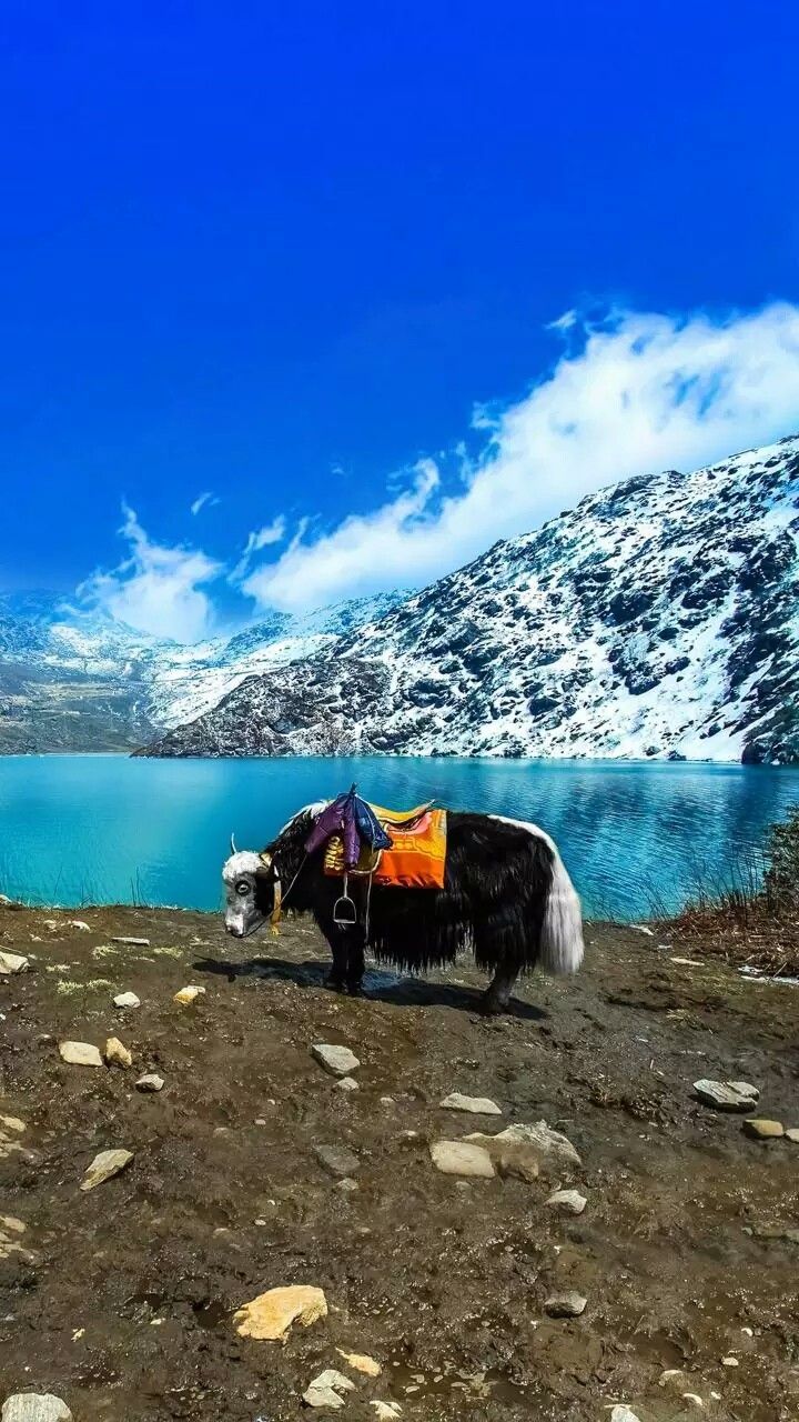 GANGTOK 03 N + LACHUNG 01 + PELLING 02 N + DARJEELING 02 TOUR PACKAGE