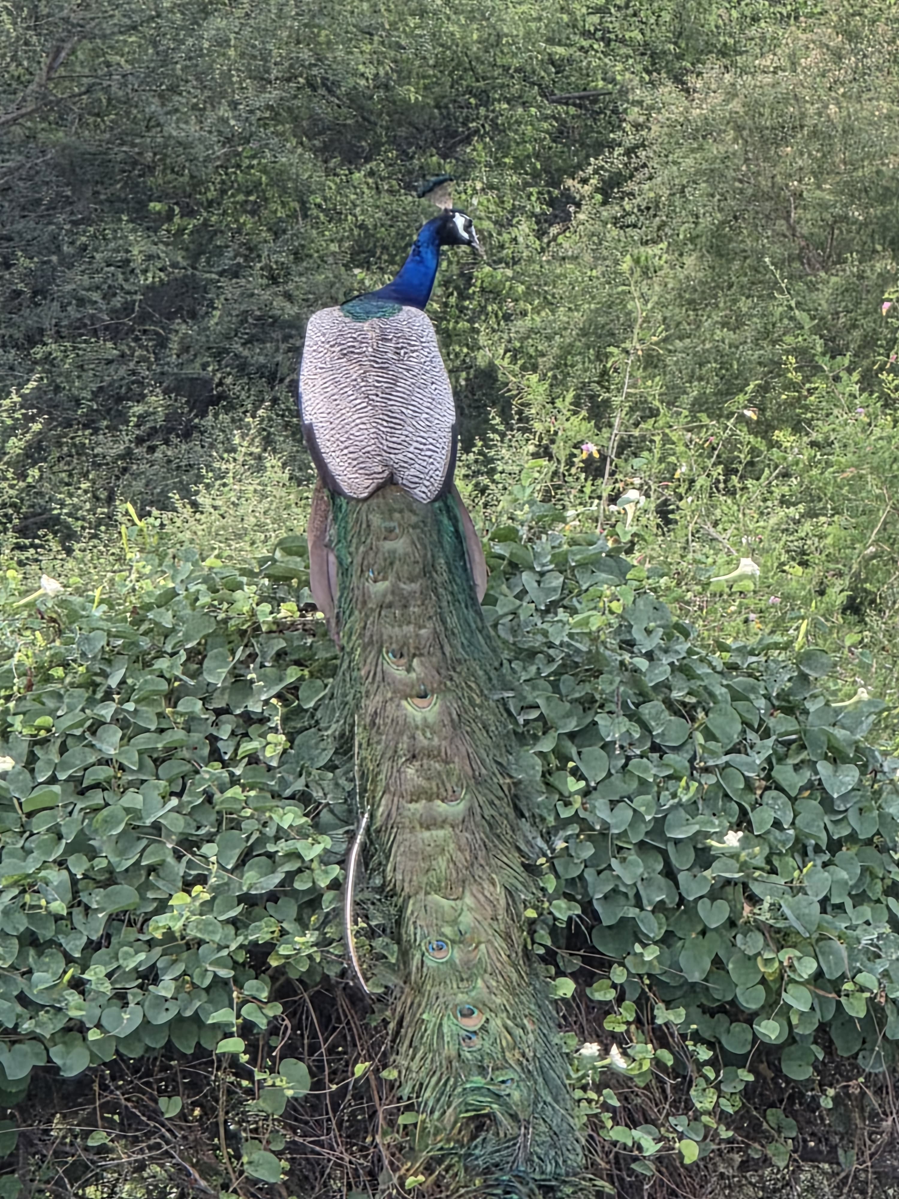 Jawai Ranakpur Udaipur - Ahmedabad