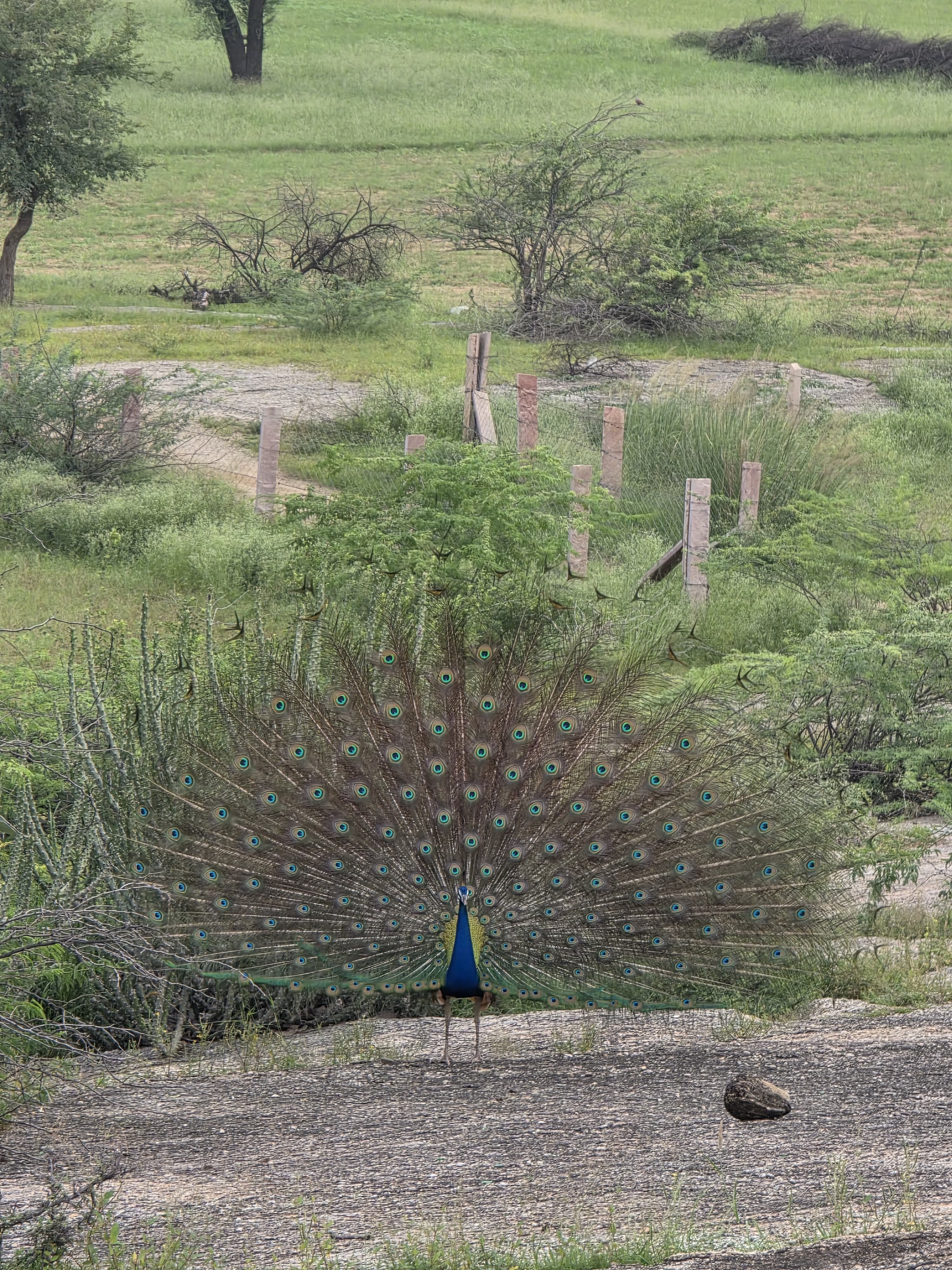 Jawai Ranakpur Udaipur - Ahmedabad