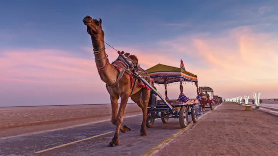 Kutch Tour Package | White Rann, Bhuj and Desert Camp Stay