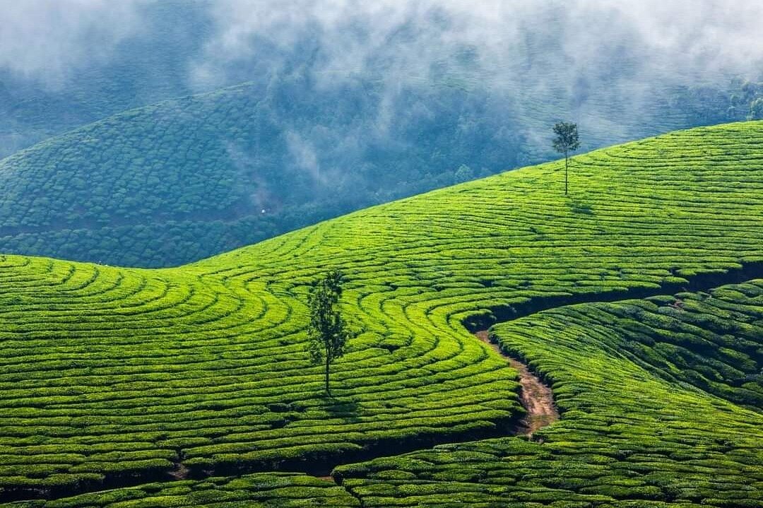 MUNNAR 02N + ALLEPPEY 01 TOUR PACKAGE