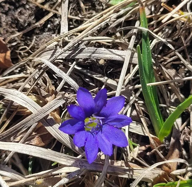 Phulara Ridge Trek - A Unique Himalayan Ridge Walk in Uttarakhand