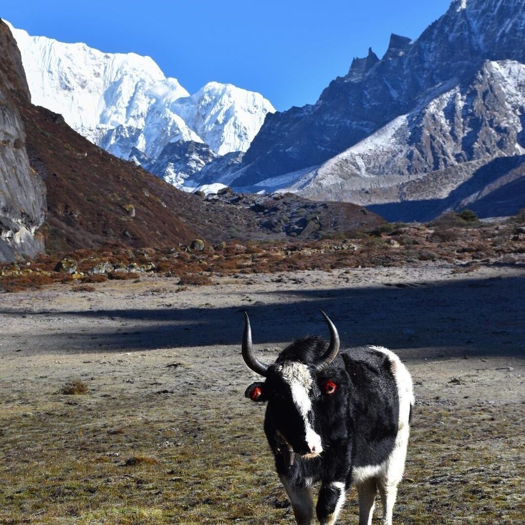 GANGTOK 03 N + LACHEN 01 N + LACHUNG 01 + DARJEELING 02 N TOUR PACKAGE